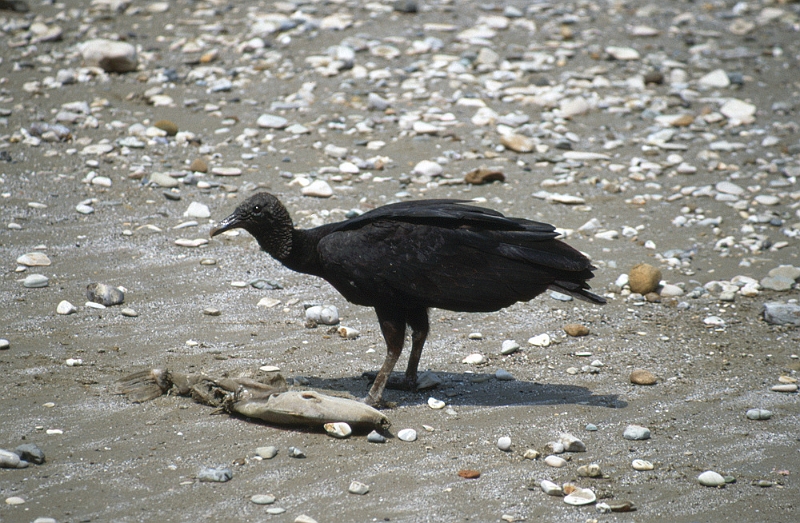 833_Zwarte gier op het strand, Puerto Lopez.jpg